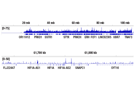 CUT and RUN Image 2: HIF-1α (D2U3T) Rabbit mAb