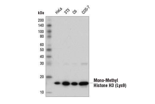 Western Blotting Image 1: Mono-Methyl-Histone H3 (Lys9) (D1P5R) Rabbit mAb