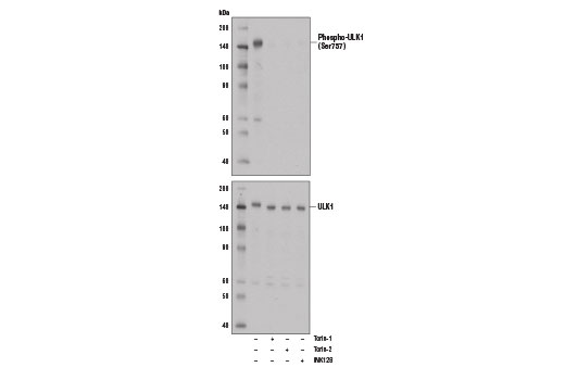  Image 3: PhosphoPlus® ULK1 (Ser757) Antibody Duet