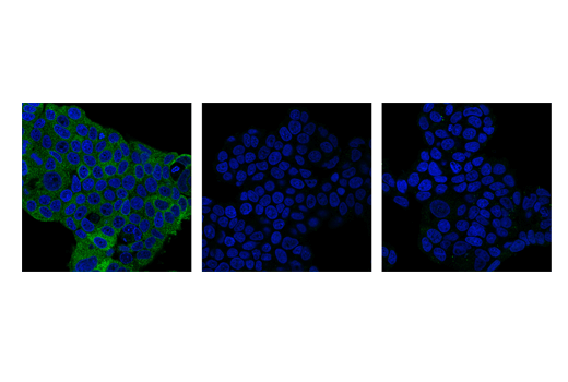 Immunofluorescence Image 1: Phospho-ULK1 (Ser757) (D7O6U) Rabbit mAb