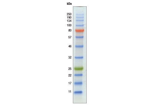 Color-coded Prestained Protein Marker, Broad Range (11-250 kDa) 14208. 