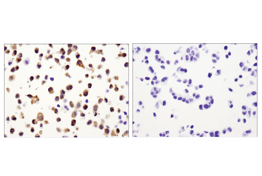Immunohistochemistry Image 3: Caspase-3 (D3R6Y) Rabbit mAb (IHC Formulated)