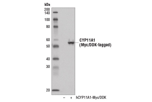 Western Blotting Image 2: CYP11A1 (D8F4F) Rabbit mAb