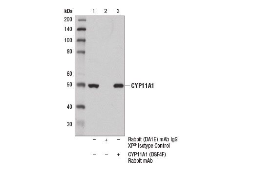 Immunoprecipitation Image 1: CYP11A1 (D8F4F) Rabbit mAb