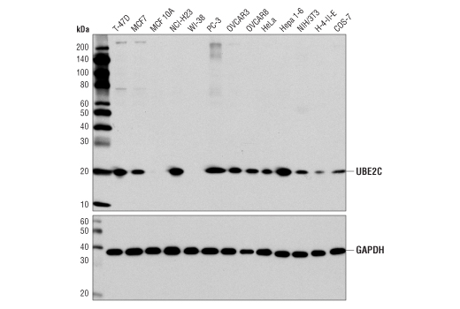 Western Blotting Image 1: UBE2C Antibody