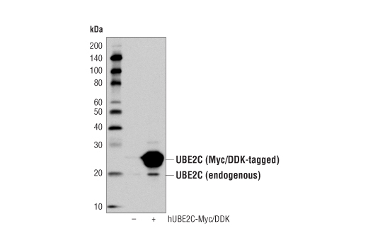 Western Blotting Image 2: UBE2C Antibody