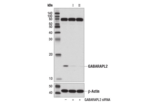  Image 2: Autophagy Atg8 Family Antibody Sampler Kit