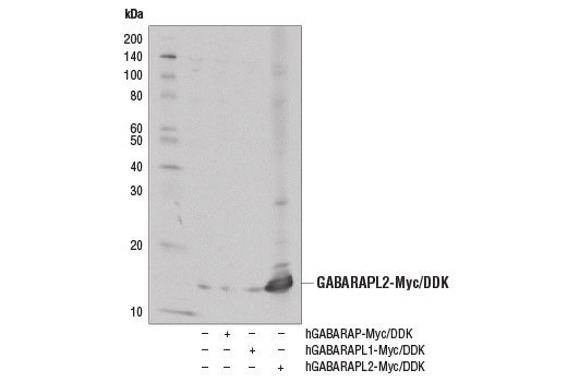  Image 16: Autophagy Atg8 Family Antibody Sampler Kit