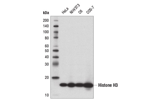 Western Blotting Image 1: Histone H3 (1B1B2) Mouse mAb
