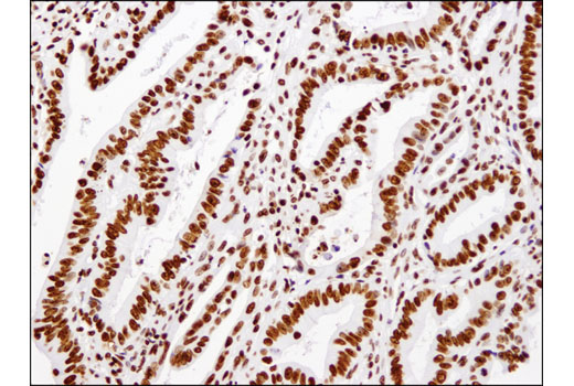 Immunohistochemistry Image 2: Histone H3 (1B1B2) Mouse mAb