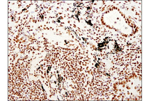 Immunohistochemistry Image 3: Histone H3 (1B1B2) Mouse mAb