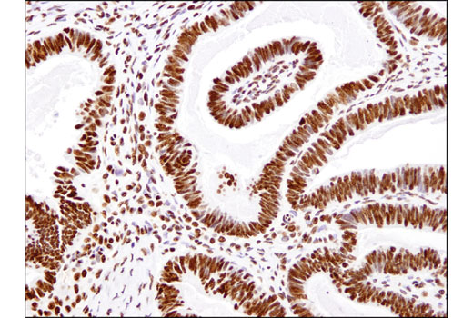 Immunohistochemistry Image 4: Histone H3 (1B1B2) Mouse mAb