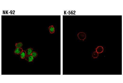 Immunofluorescence Image 1: T-Bet/TBX21 (D6N8B) XP® Rabbit mAb (Alexa Fluor® 488 Conjugate)