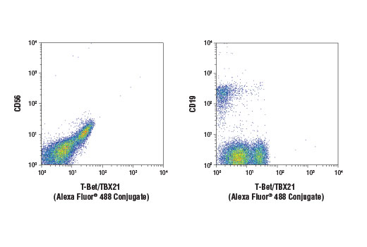 Flow Cytometry Image 1: T-Bet/TBX21 (D6N8B) XP® Rabbit mAb (Alexa Fluor® 488 Conjugate)