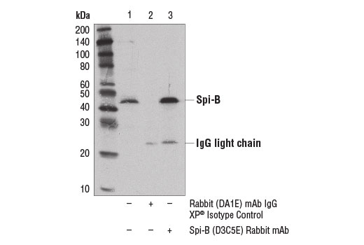 Immunoprecipitation Image 1: Spi-B (D3C5E) Rabbit mAb
