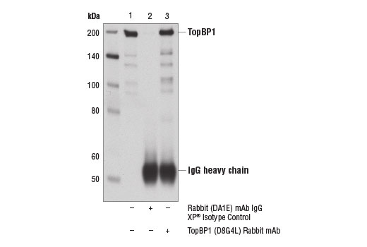 Immunoprecipitation Image 1: TopBP1 (D8G4L) Rabbit mAb