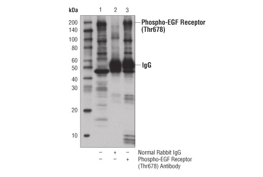Immunoprecipitation Image 1: Phospho-EGF Receptor (Thr678) Antibody