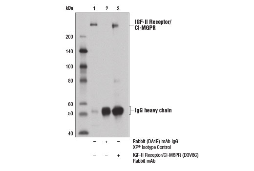 Immunoprecipitation Image 1: IGF-II Receptor/CI-M6PR (D3V8C) Rabbit mAb