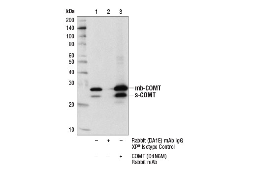 Immunoprecipitation Image 1: COMT (D4N6M) Rabbit mAb