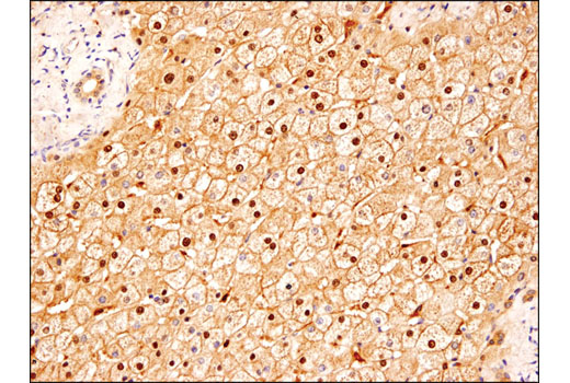 Immunohistochemistry Image 2: COMT (D4N6M) Rabbit mAb