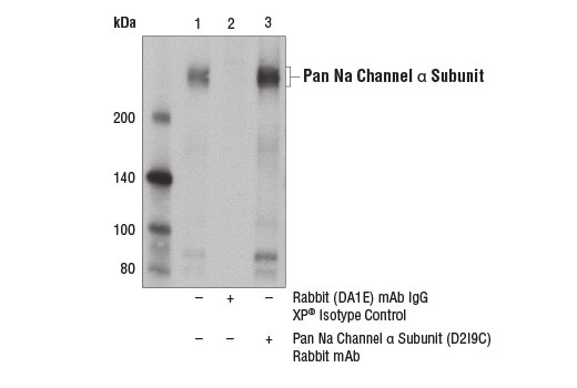 Immunoprecipitation Image 1: Pan Na Channel α Subunit (D2I9C) Rabbit mAb