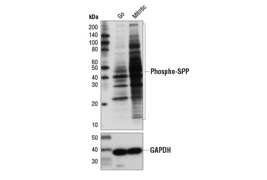 Western Blotting Image 1: Phospho-Ser-Pro-Pro Motif [pSPP] Rabbit mAb