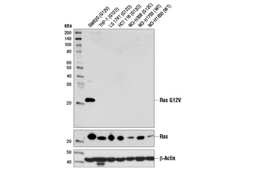 Western Blotting Image 1: Ras (G12V Mutant Specific) (D2H12) Rabbit mAb
