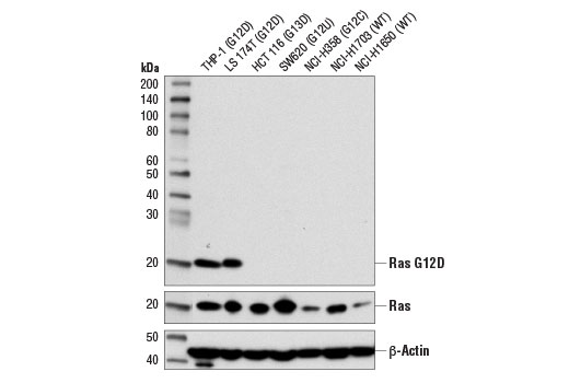 Western Blotting Image 1: Ras (G12D Mutant Specific) (D8H7) Rabbit mAb