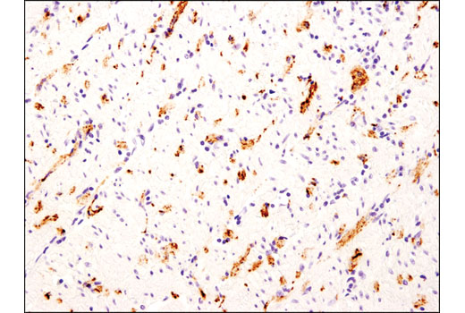 Immunohistochemistry Image 1: CART (D6M2M) Rabbit mAb