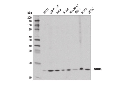 Western Blotting Image 1: SDH5 Antibody