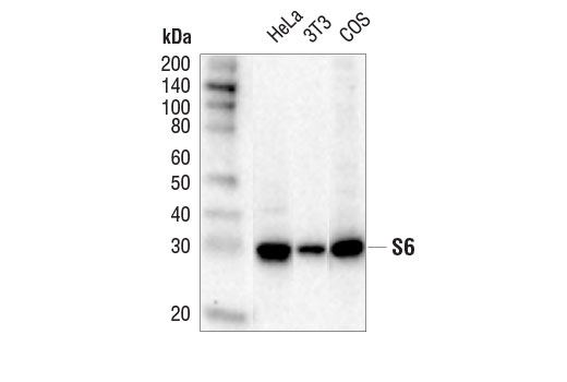 Western Blotting Image 1: S6 Ribosomal Protein (5G10) Rabbit mAb (HRP Conjugate)