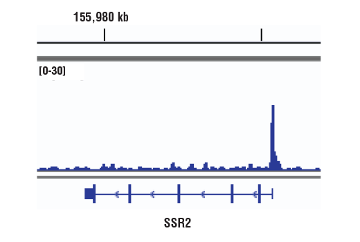 Chromatin Immunoprecipitation Image 1: ELL (D7N6U) Rabbit mAb