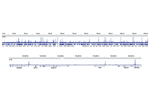 Chromatin Immunoprecipitation Image 2: ELL (D7N6U) Rabbit mAb
