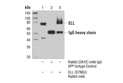 Immunoprecipitation Image 1: ELL (D7N6U) Rabbit mAb