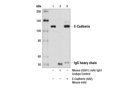 Immunoprecipitation Image 1: E-Cadherin (4A2) Mouse mAb
