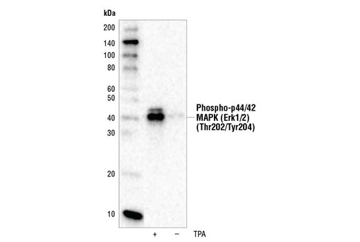 Western Blotting Image 1: Phospho-p44/42 MAPK (Erk1/2) (Thr202/Tyr204) (197G2) Rabbit mAb (HRP Conjugate)