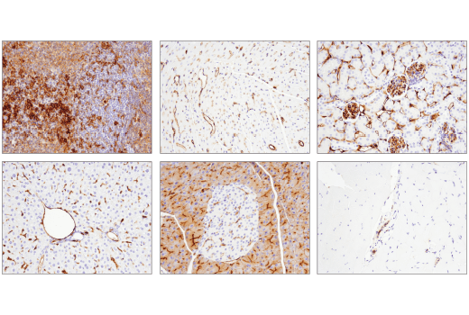 Immunohistochemistry Image 1: CD39/NTPDase 1 (E2X6B) XP® Rabbit mAb (Mouse Specific)