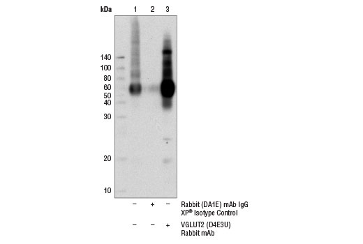 Immunoprecipitation Image 1: VGLUT2 (D4E3U) Rabbit mAb