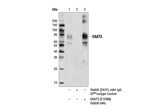 Immunoprecipitation Image 1: EAAT3 (E1E6M) Rabbit mAb
