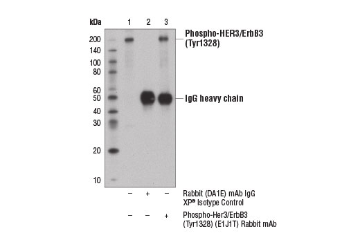 Immunoprecipitation Image 1: Phospho-HER3/ErbB3 (Tyr1328) (E1J1T) Rabbit mAb