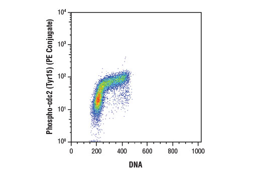 Flow Cytometry Image 1: Phospho-cdc2 (Tyr15) (10A11) Rabbit mAb (PE Conjugate)