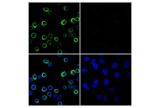 Immunofluorescence Image 1: Myeloperoxidase (E1E7I) XP® Rabbit mAb