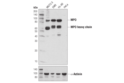 Western Blotting Image 1: Myeloperoxidase (E1E7I) XP® Rabbit mAb