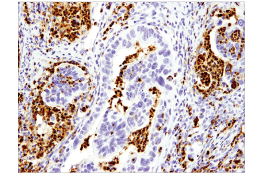 Immunohistochemistry Image 1: Myeloperoxidase (E1E7I) XP® Rabbit mAb