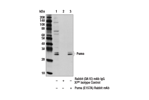 Immunoprecipitation Image 1: Puma (E1S7A) Rabbit mAb