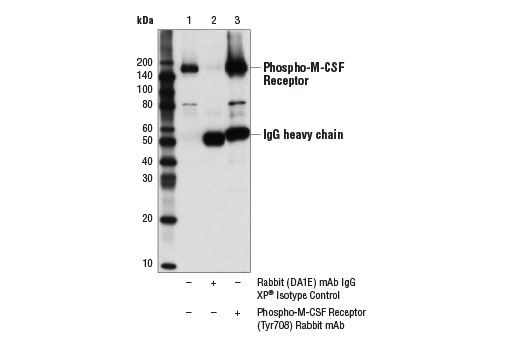 Immunoprecipitation Image 1: Phospho-CSF-1R/M-CSF-R (Tyr708) (D5F4Y) Rabbit mAb