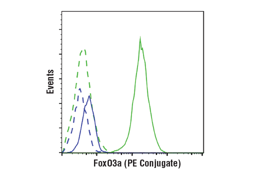  Image 1: FoxO3a (D19A7) Rabbit mAb (PE Conjugate)