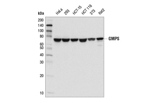 Western Blotting Image 1: GMPS Antibody