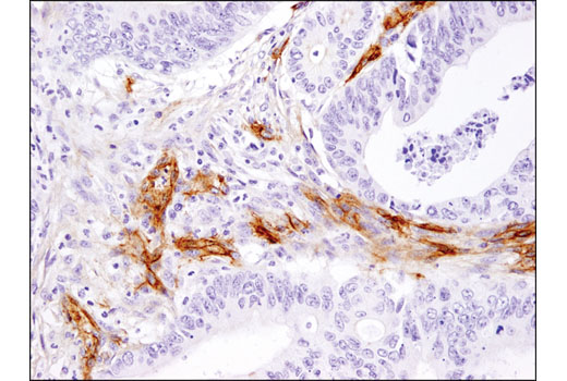 Immunohistochemistry Image 2: CD105/Endoglin (3A9) Mouse mAb
