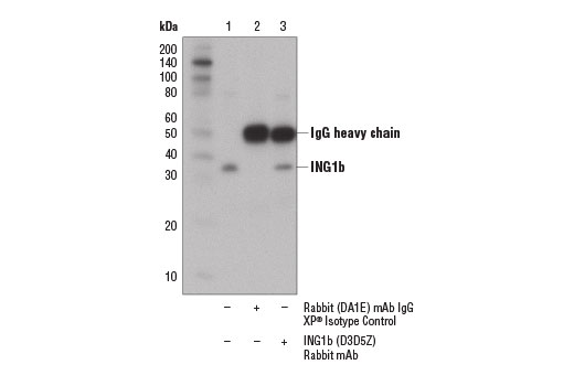 Immunoprecipitation Image 1: ING1b (D3D5Z) Rabbit mAb